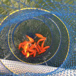 金魚釣り@大倉養鯉場