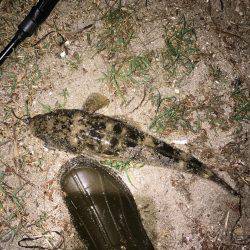 シーバスとマゴチ