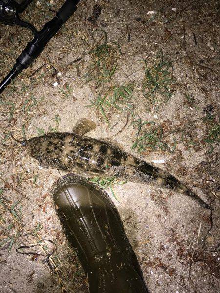 シーバスとマゴチ