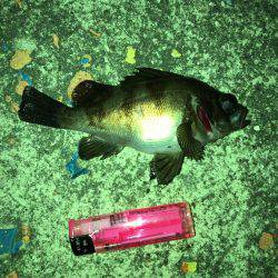 メバリングまだ楽しめるぞ!