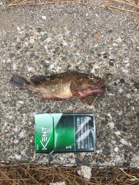 福浦岸壁でカサゴ！