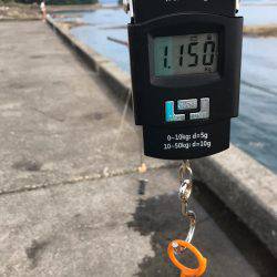 ラスト、春イカ！