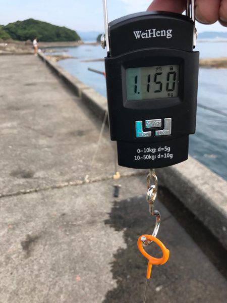 ラスト、春イカ！