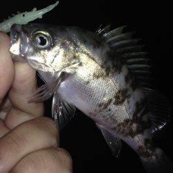 大潮後半！！メバルとガシラ