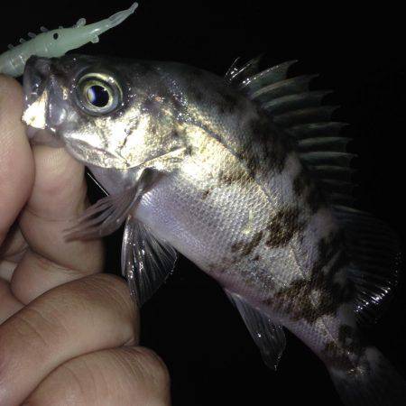 大潮後半！！メバルとガシラ