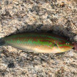 久しぶりのチョイ投げ   エサ釣り最強説