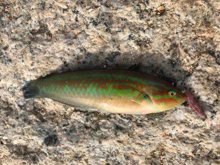 久しぶりのチョイ投げ   エサ釣り最強説