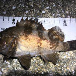 満月の強風の夜にメバリング