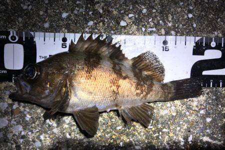 満月の強風の夜にメバリング