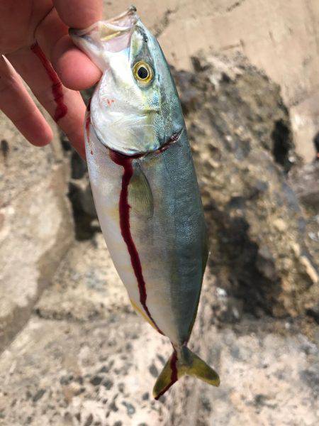 五目釣りになってしまった