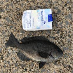 アジ、爆釣しました！