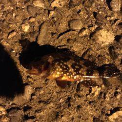 香住でメバリング