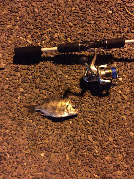 近所の川でお遊び