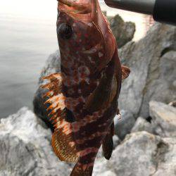 ロックフィッシュ!アコウ!!ガシラ!!!