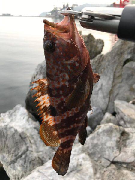 ロックフィッシュ！アコウ！！ガシラ！！！