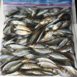 楽しい和歌山釣行