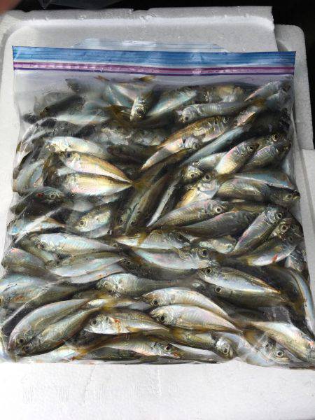 楽しい和歌山釣行