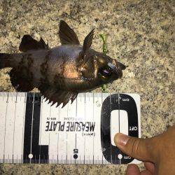 月曜からメバリング