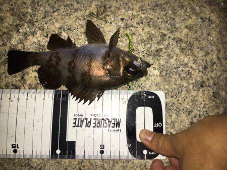 月曜からメバリング