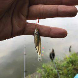水元公園で、小物釣りしました！