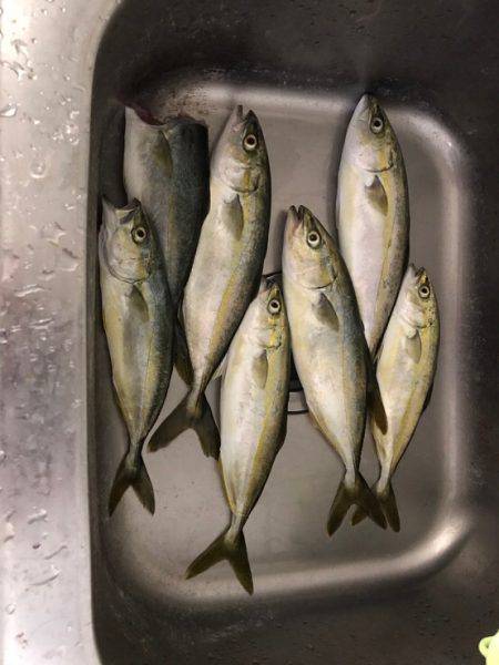 ツバス&シーバス