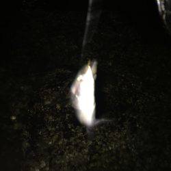 フロートゲーム