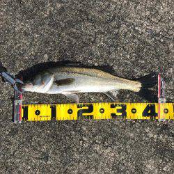 エビ撒きでスズキ!