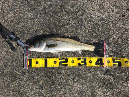 エビ撒きでスズキ!