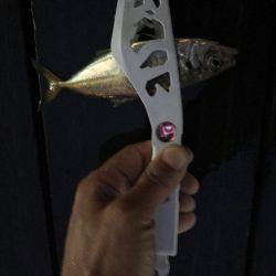 アジングしました！