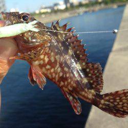 デイゲーム！！