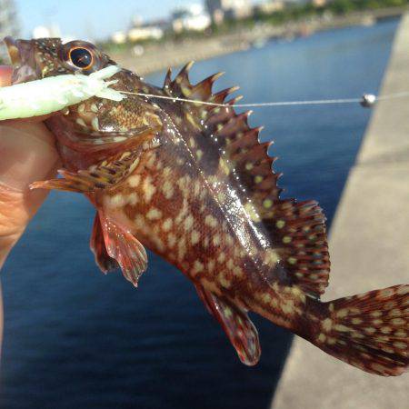 デイゲーム！！