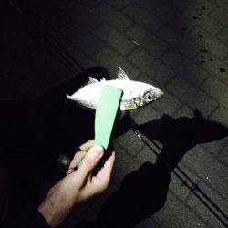 初めてのアジング