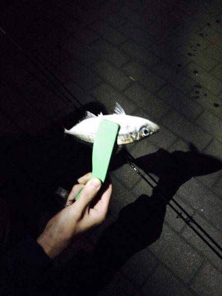 初めてのアジング