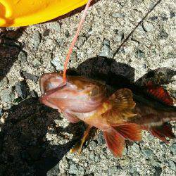 五目釣り！投げ釣り＆穴釣り(๑•̀ㅂ•́)و✧