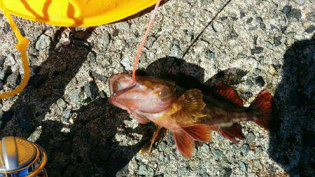 五目釣り！投げ釣り＆穴釣り(๑•̀ㅂ•́)و✧