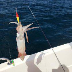 イカメタル調査＆キス調査