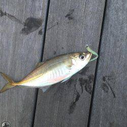 アジング！横浜！