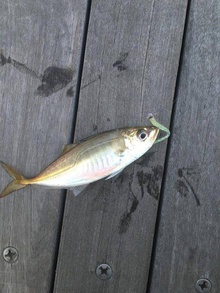 アジング！横浜！