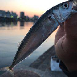 アジとサバ！！垂水漁港で爆超(ﾟ∀ﾟ)