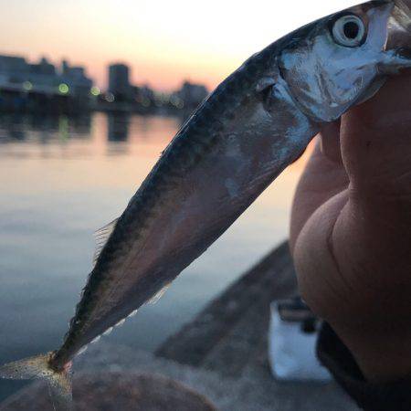 アジとサバ！！垂水漁港で爆超(ﾟ∀ﾟ)