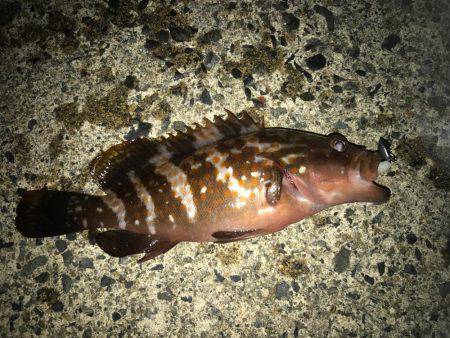 ロックフィッシュ