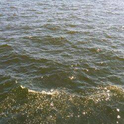 ぶり祭結果は。。。