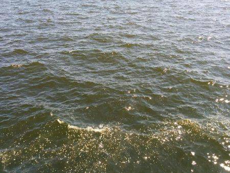 ぶり祭結果は。。。