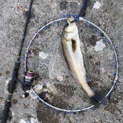 朝シーバス+オマケ