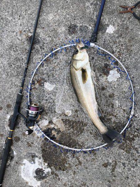 朝シーバス+オマケ