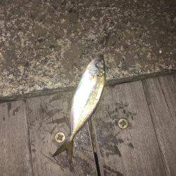 渋くなって来た横浜アジング！