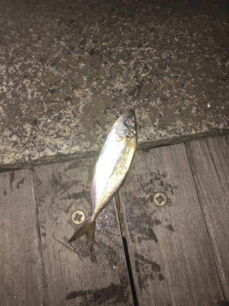 渋くなって来た横浜アジング！