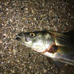 シーバスマゴチ