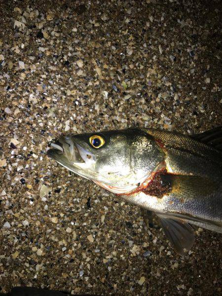 シーバスマゴチ