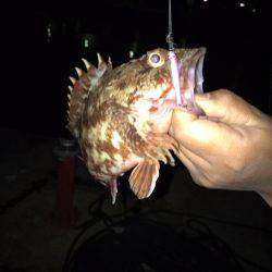 垂水漁港の主が釣れちゃいました(゚∀゚)